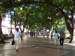 Old Graceful Havana