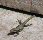  Lizard at  Aquincum, Roman Ruins,  Budapest