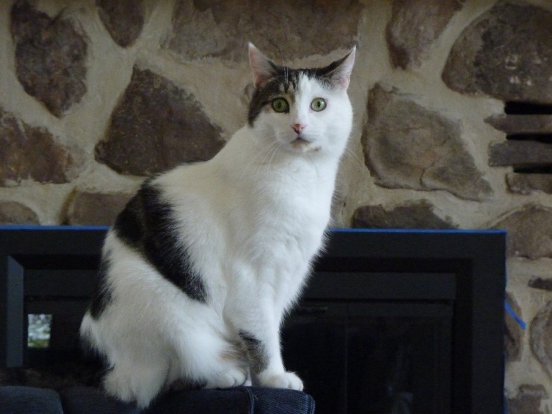 03. One of Priscilla's Cats