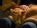 04. The Other Cat