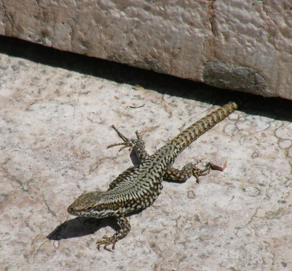  Lizard at  Aquincum, Roman Ruins,  Budapest