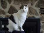 03. One of Priscilla's Cats